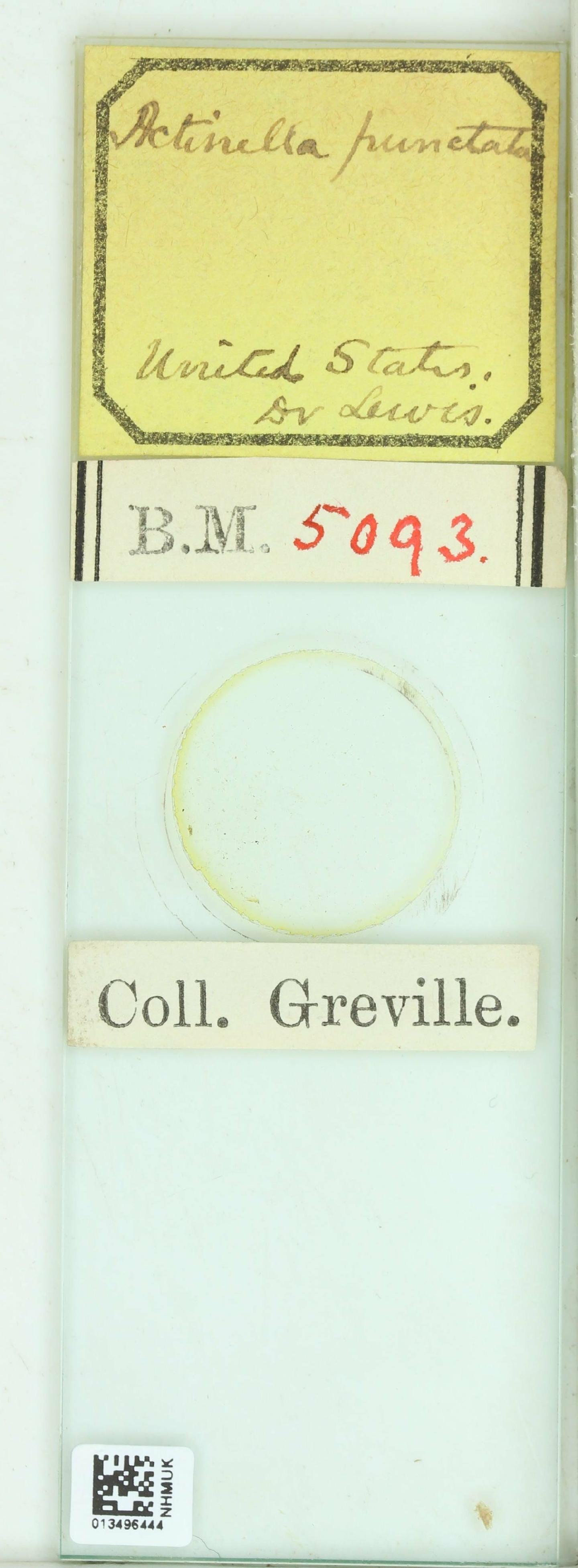 To NHMUK collection (Actinella punctata Lewis; Type; NHMUK:ecatalogue:4746714)