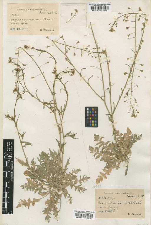 Capsella bursa-pastoris (L.) Medik. - BM000582847