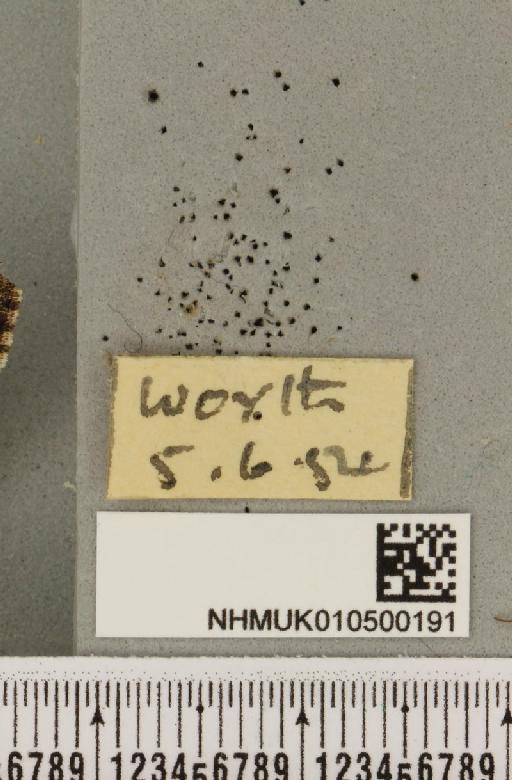 Acronicta alni (Linnaeus, 1767) - NHMUK_010500191_label_558088