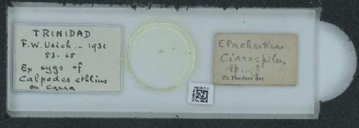 Cirrospilus Westwood, 1832 - 010161309_118368_1738703