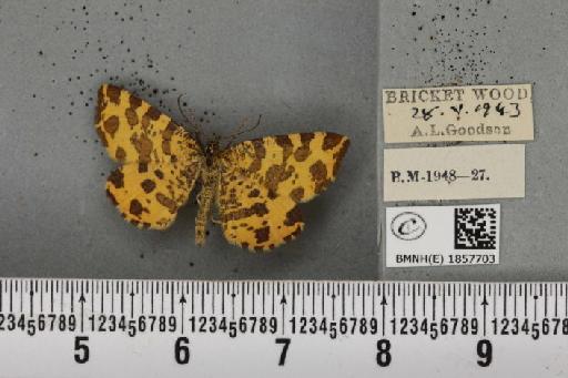 Pseudopanthera macularia (Linnaeus, 1758) - BMNHE_1857703_429484