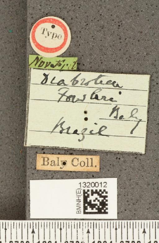 Diabrotica fowleri Baly, 1890 - BMNHE_1320012_label_18011