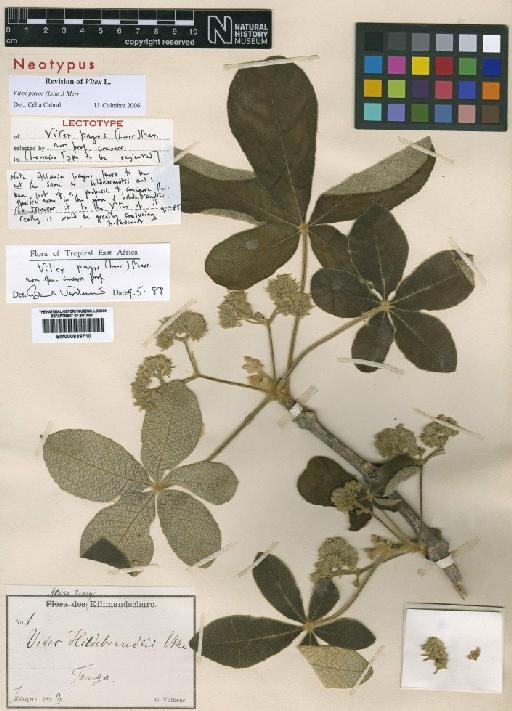 Vitex payos (Lour.) Merr. - BM000839710