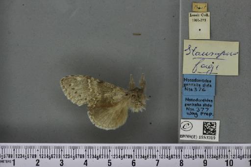 Stauropus fagi fagi (Linnaeus, 1758) - BMNHE_1553319_242866