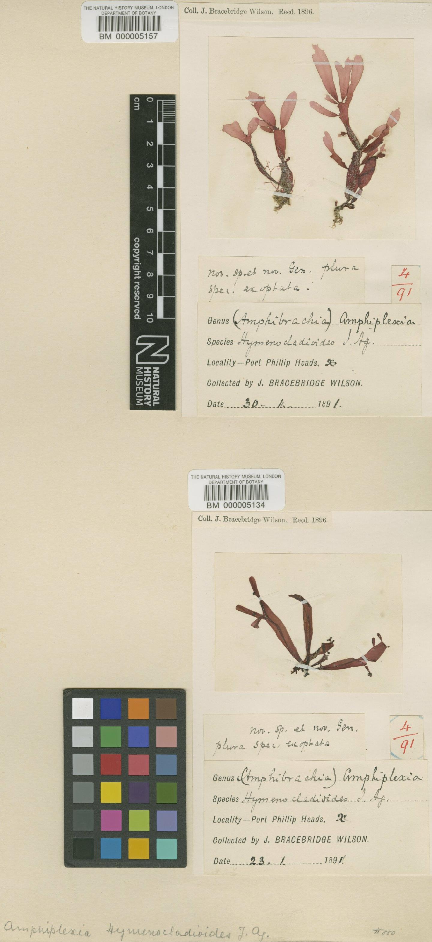 To NHMUK collection (Amphiplexia hymenocladioides J.Agardh; TYPE; NHMUK:ecatalogue:620204)
