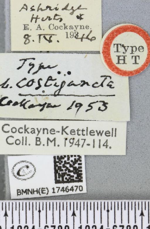 Anticlea derivata ab. costijuncta Cockayne, 1953 - BMNHE_1746470_label_337863