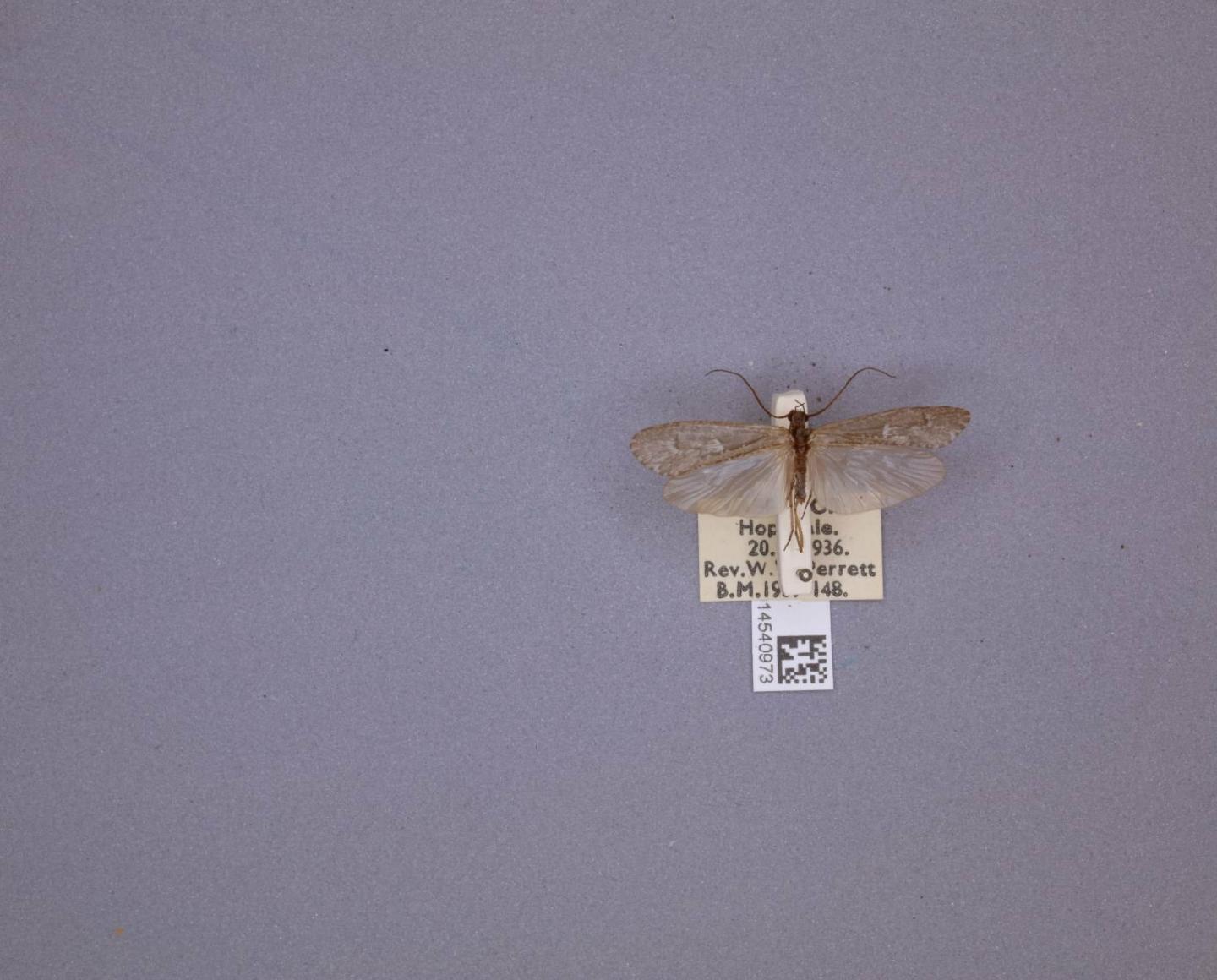 Asynarchus mutatus