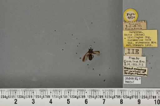 Dacus (Dacus) bivittatus (Bigot, 1858) - BMNHE_700267_37085