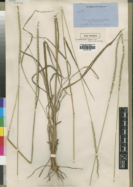 Anthephora ampullacea Stapf & C.E.Hubb. - BM000923388