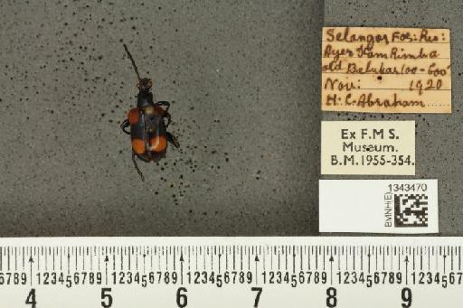 Lilioceris (Lilioceris) quadripustulata (Fabricius, 1787) - BMNHE_1343470_13672