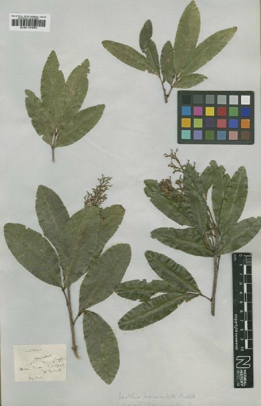 Exothea paniculata (Juss.) Radlk. - BM001024396