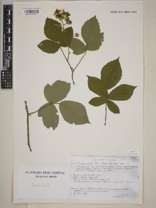 Rubus apiculatus Weihe & Nees - BM013865861