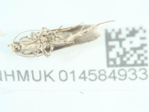 Scrobipalpa (Euscrobipalpa) ocellatella (Boyd, 1858) - 014584933_4