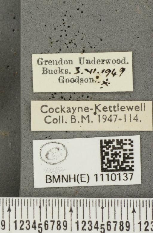 Euphydryas aurinia (Rottemburg, 1775) - BMNHE_1110137_label_51598