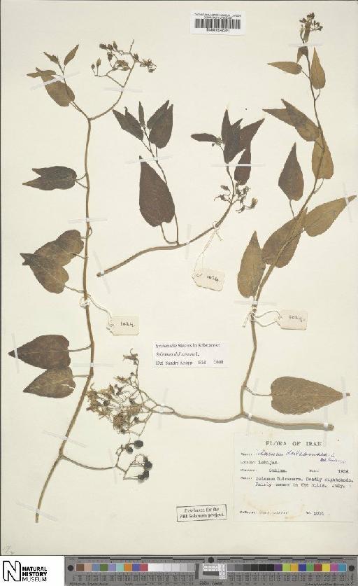 Solanum dulcamara L. - BM000942591