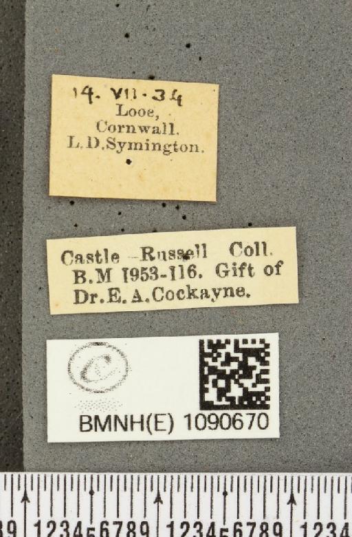 Pyronia tithonus britanniae (Verity, 1914) - BMNHE_1090670_label_979