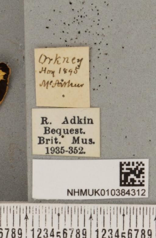 Parasemia plantaginis insularum Seitz, 1910 - NHMUK_010384312_label_511679