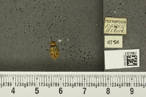 Paranapiacaba prolongata (Jacoby, 1882) - BMNHE_1322667_19522