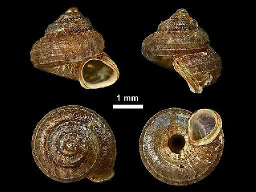 Cyathopoma peilei Preston, 1903 - 1903.9.8.9, LECTOTYPE, Cyathopoma peilei Preston, 1903