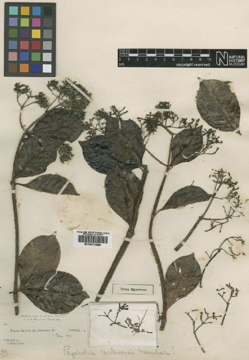 Psychotria carstensensis Wernham - BM000796393