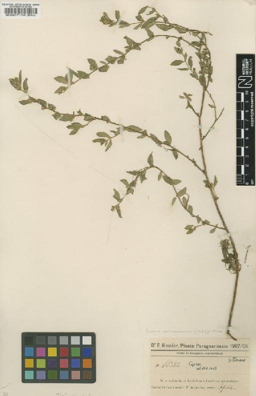 Cuphea carthagenensis (Jacq.) J.F.Macbr. - BM000087168