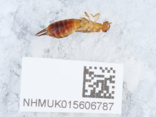 Guanchia pubescens (Gené, 1837) - 015606787_2
