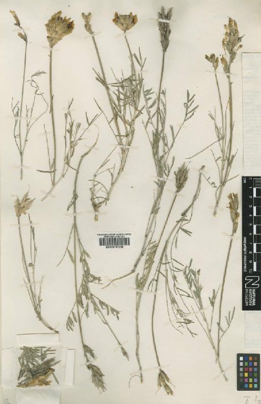 Astragalus peterfii Jáv. - BM000751026