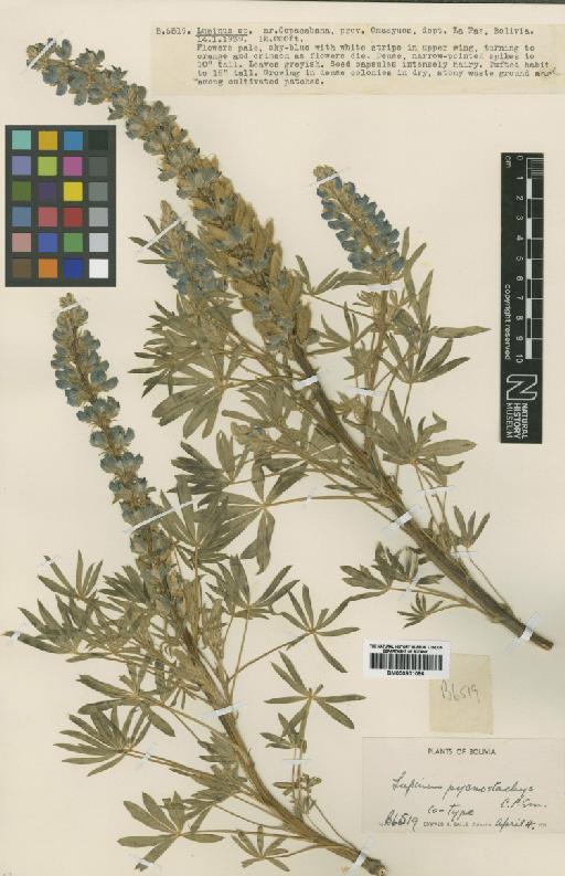 Lupinus pycnostachys C.P.Sm. - BM000901096