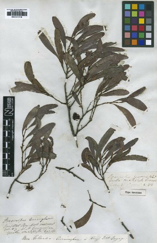 Stenocarpus cunninghamii R.Br. - BM000915705