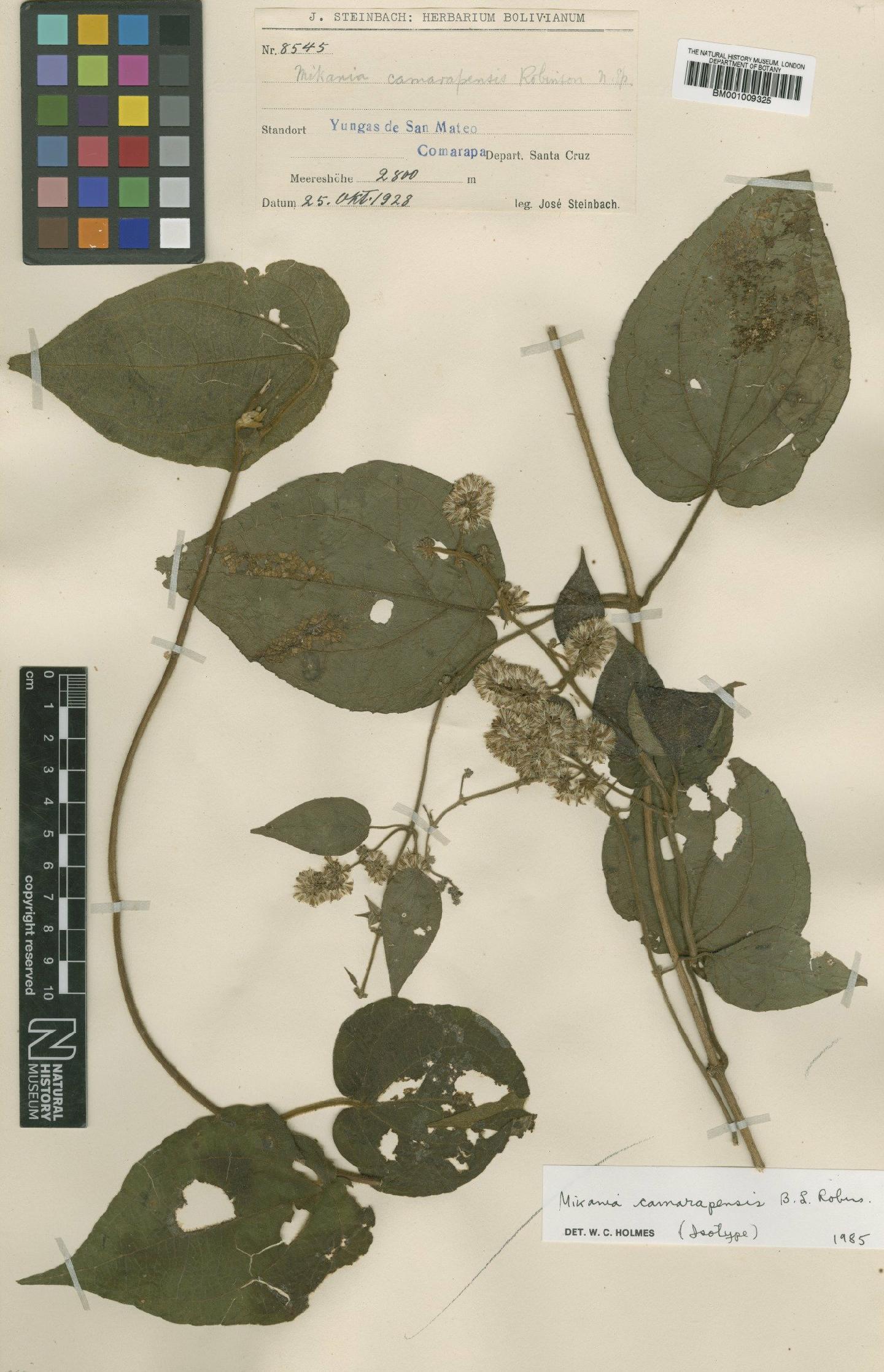 To NHMUK collection (Mikania comarapensis B.L.Rob.; Isotype; NHMUK:ecatalogue:572259)
