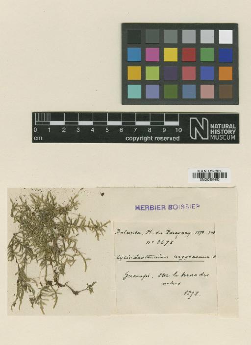 Entodon argyreus (Besch.) Besch. - BM000961433_a