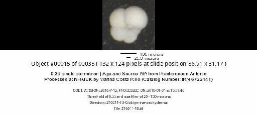 Neogloboquadrina pachyderma (Ehrenberg) - ZF6011-18-Globigerina-pachyderma_obj00015_plane000.jpg