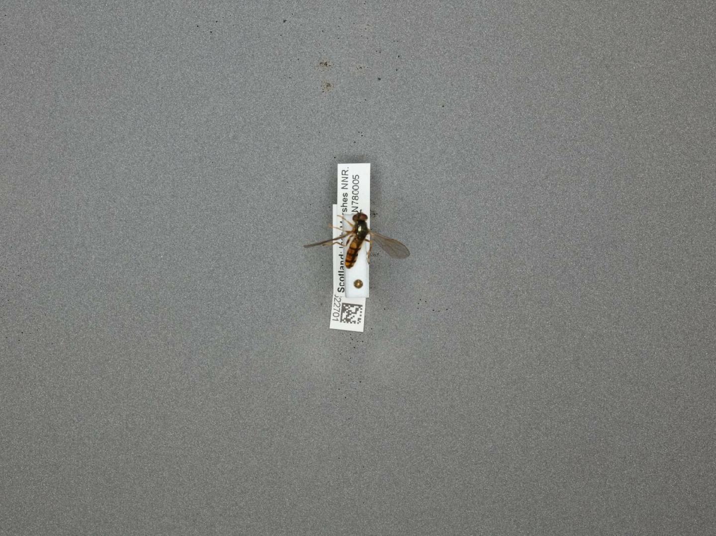 Platycheirus scambus thumbnail