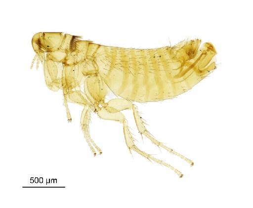 Palaeopsylla kohauti Dampf, 1911 - 010177334__2016_12_13-Scene-1-ScanRegion0