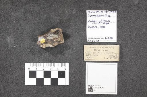 Ornithocheirus Seeley, 1870 - 010027676_L010092626