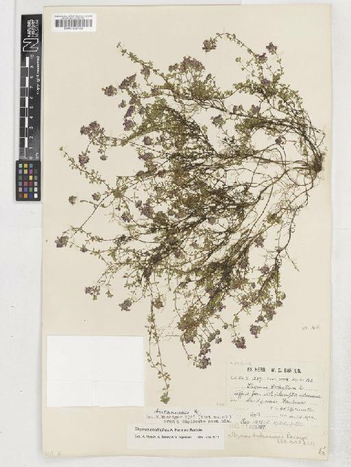 Thymus polytrichus subsp. britannicus (Ronniger) Kerguélen - BM001037033