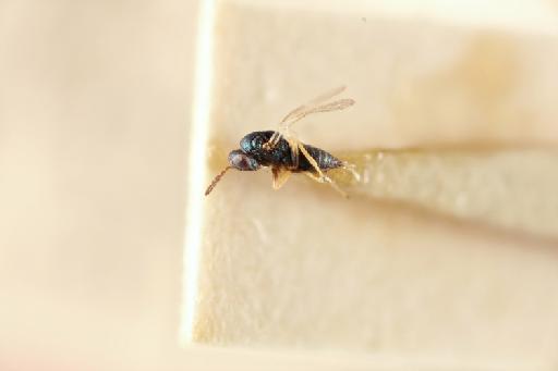 Galeopsomyia deilochus (Walker, 1839) - 010838709_Galeopsomyia_deilochus_LT-5-1425_hab-lat-x5