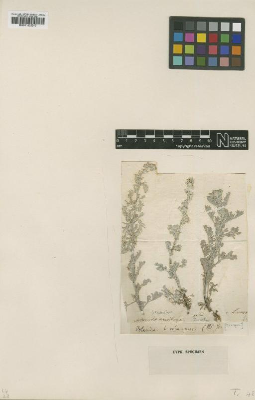 Artemisia maritima L. - BM001025916