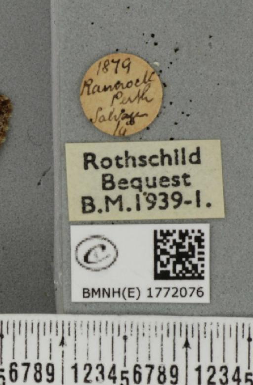 Dysstroma citrata citrata ab. strigulata Fabricius, 1794 - BMNHE_1772076_label_352384