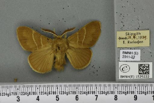 Macrothylacia rubi (Linnaeus, 1758) - BMNHE_1529222_196690