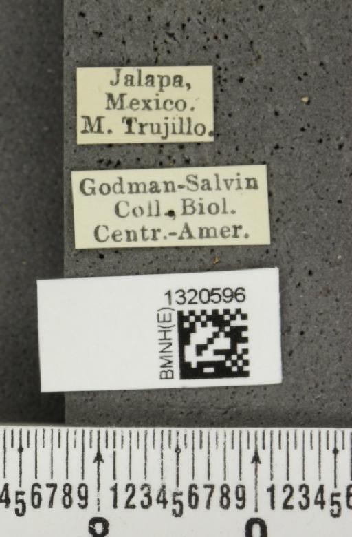 Paratriarius longitarsis (Jacoby, 1887) - BMNHE_1320596_label_21433