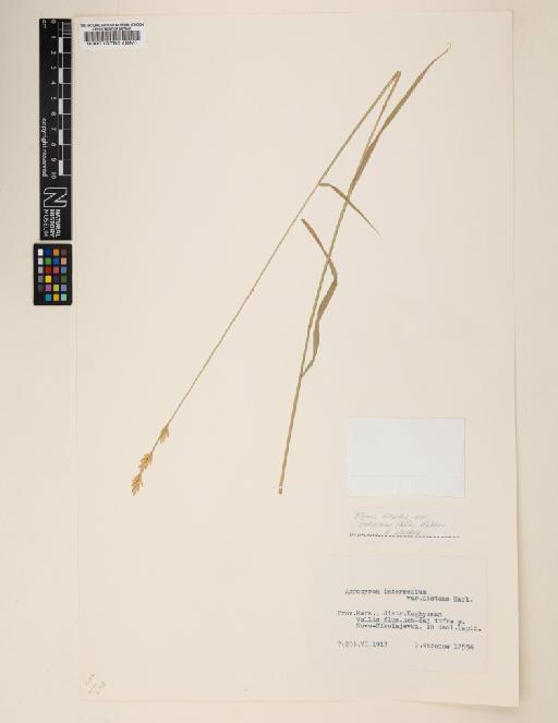 Elymus hispidus subsp. podperae (Nábělek) Melderis - 000013786
