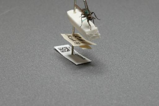 Sarcophaga (Myorhina) nigriventris Meigen, 1826 - 015091934_additional_4
