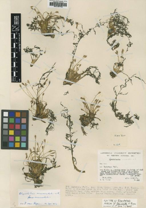 Rhyncholacis jenmanii f. laciniata P.Royen - BM000957968