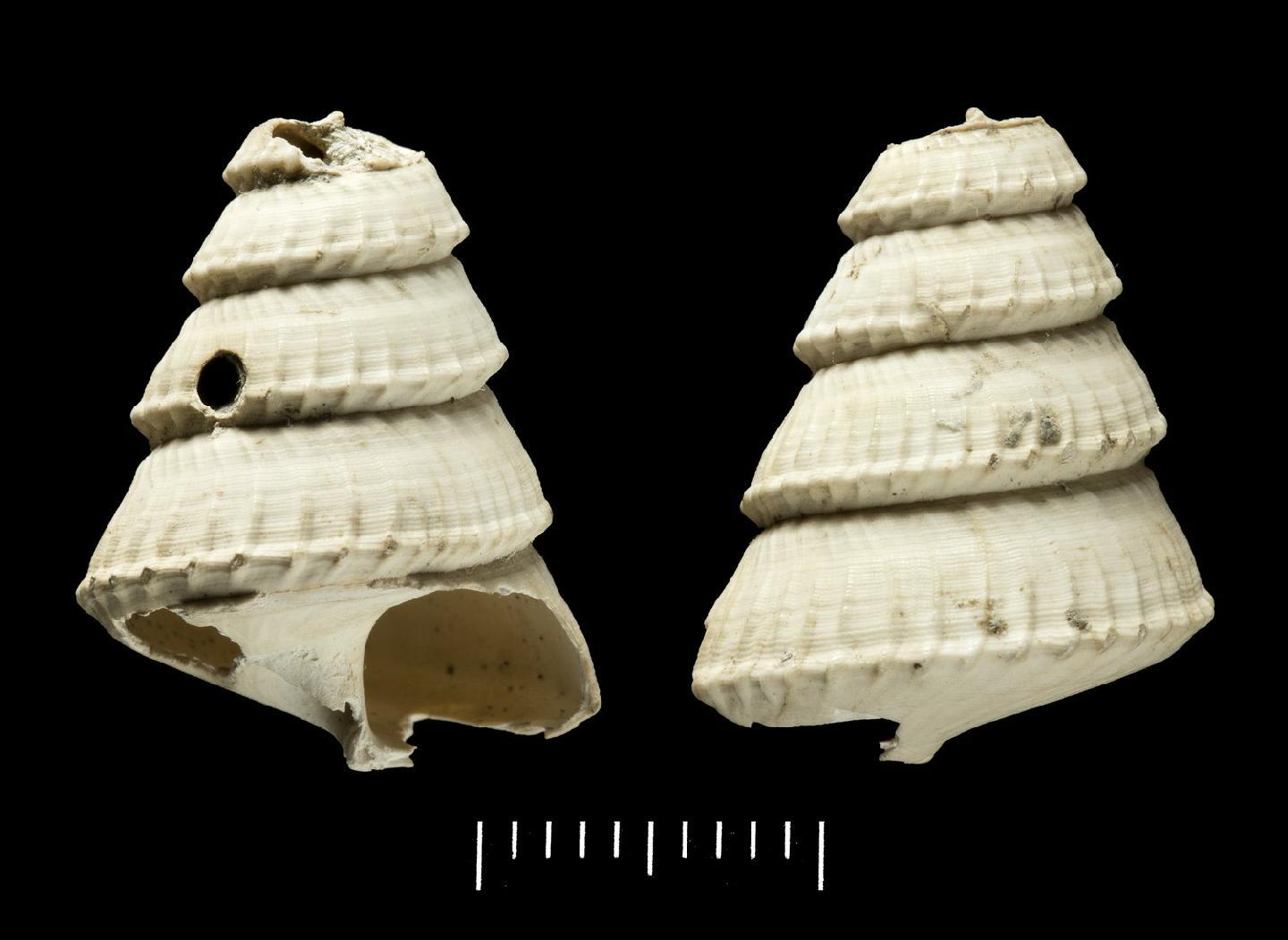 To NHMUK collection (Echinella tectiformis R. B. Watson, 1880; HOLOTYPE; NHMUK:ecatalogue:3501304)