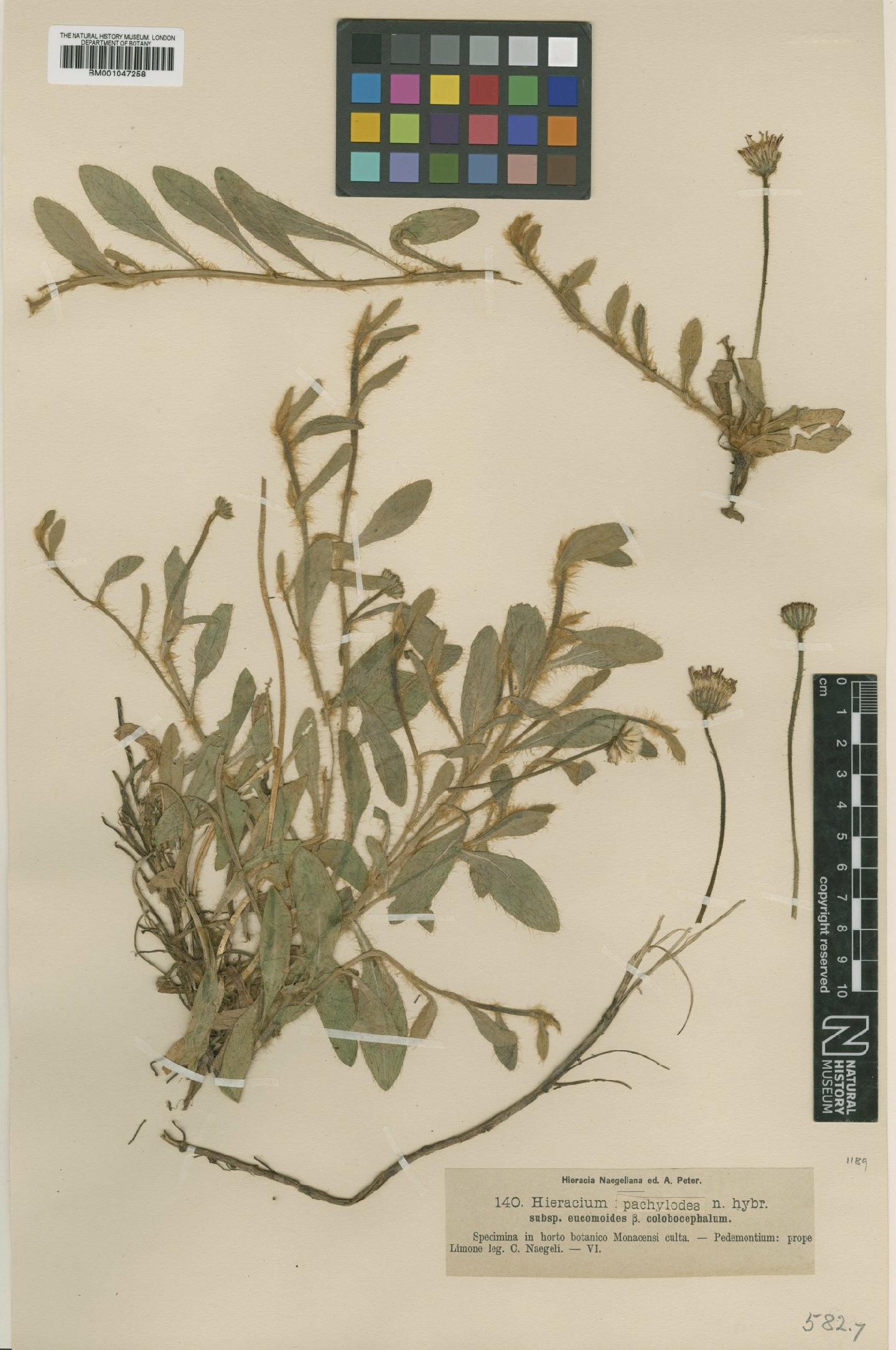 To NHMUK collection (Hieracium pachylodes subsp. eucomoides Nägeli & Peter; NHMUK:ecatalogue:2756689)