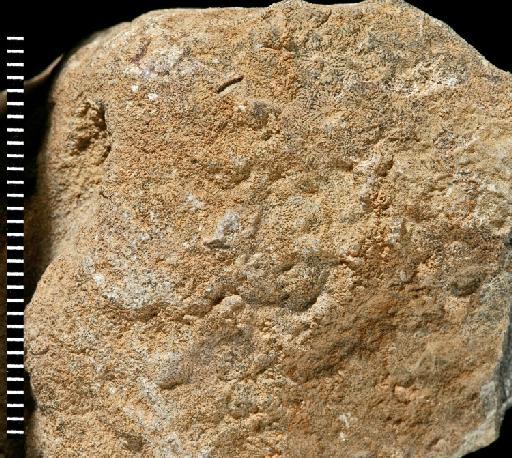 Goniopora imperatoris Vaughan, 1919 - Fossil Coral AZ3131