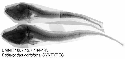Bathygadus cottoides Günther, 1878 - BMNH 1887.12.7.144-145, Bathygadus cottoides, SYNTYPES, Radiograph