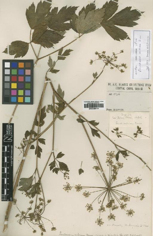 Peucedanum medicum Dunn - BM000885470