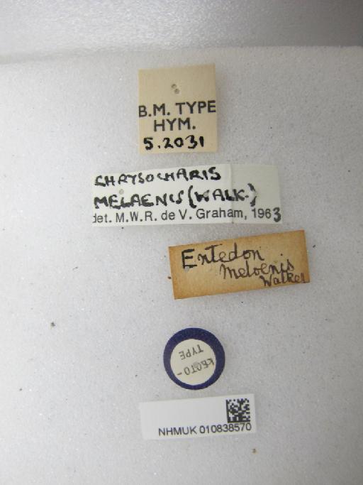 Entedon melaenis Walker, 1839 - 010838570_Labels